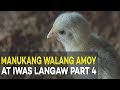 Manukang Walang Amoy at Iwas Langaw: Broiler Management | Agribusiness Broiler Farming Part 4