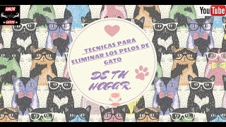 TECNICAS PARA ELIMINAR LOS PELOS DE GATO DE TU HOGAR 🙀🐱🐈