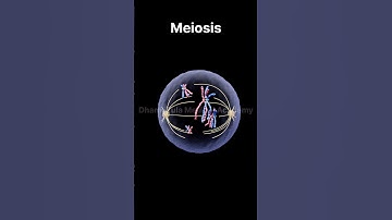 Meiosis | Cell Division | 3d animation | animation video | #animation #meiosis  #celldivision