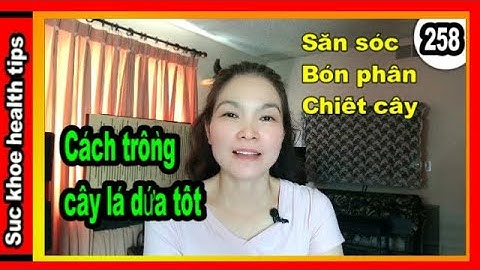 MUỐN Trồng lá dứa tốt PHẢI LÀM SAO #258 grow care organic pandan plant, suc khoe health tips