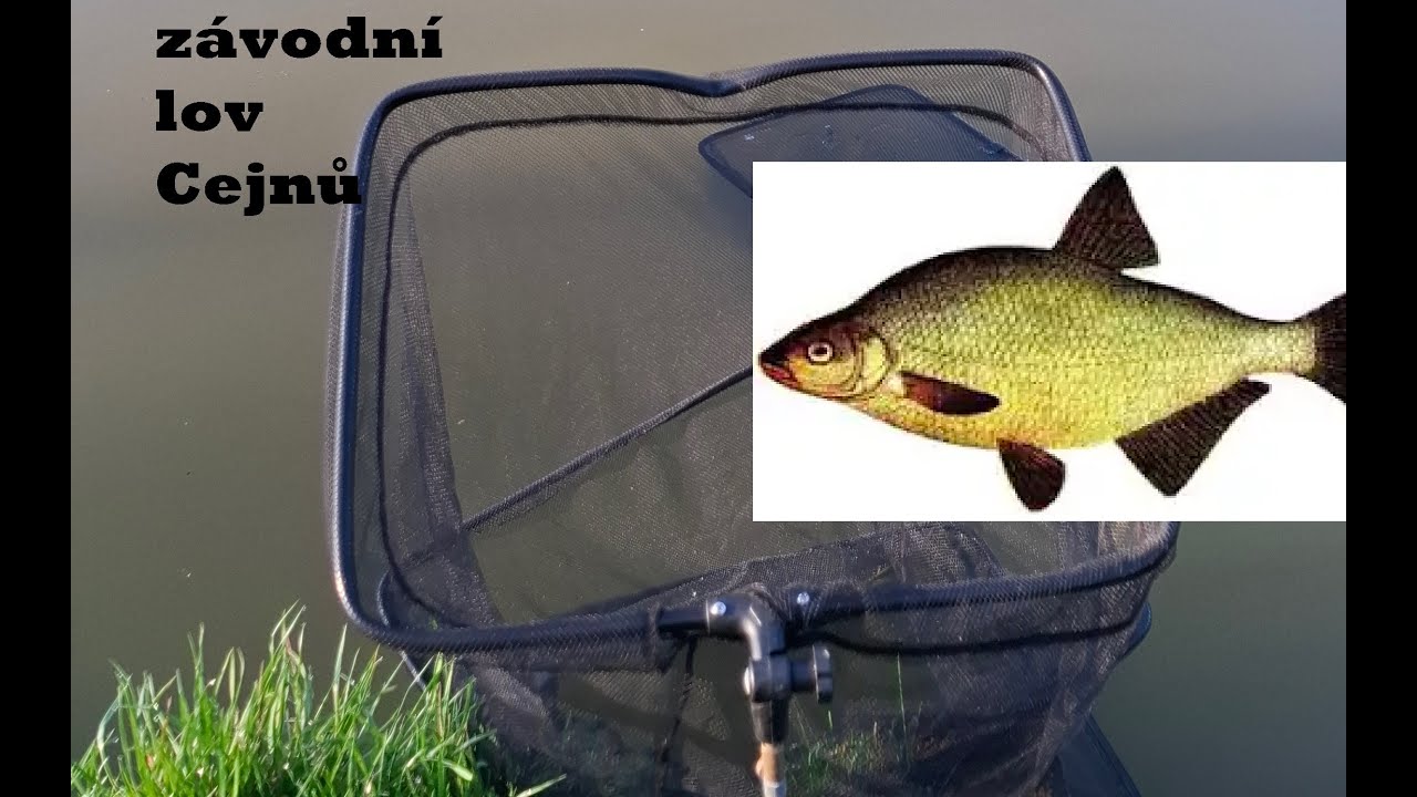Cejnobraní - Dubenec 2025, lov cejnů a bílé ryby na klasický feeder