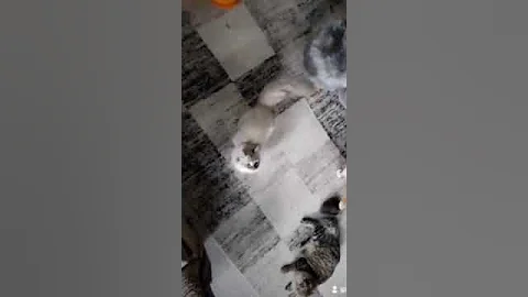 Watch the video about Great jumper Yaroslav 😜 #cat #cats #cattery_lyumur #iztverskogoknyazhestva #jumper #cool #siberian