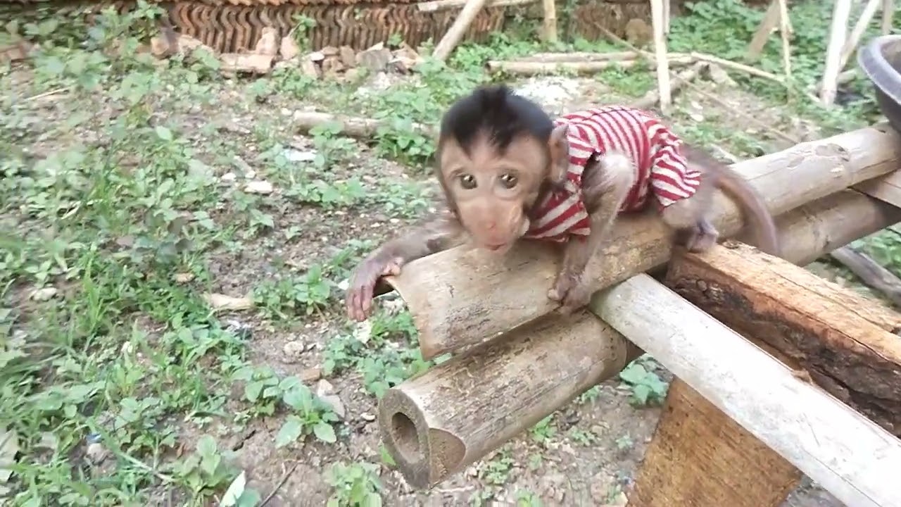 Martyn monpai || Martyn ngamuk ngamuk ga jelas || anak monyet lucu