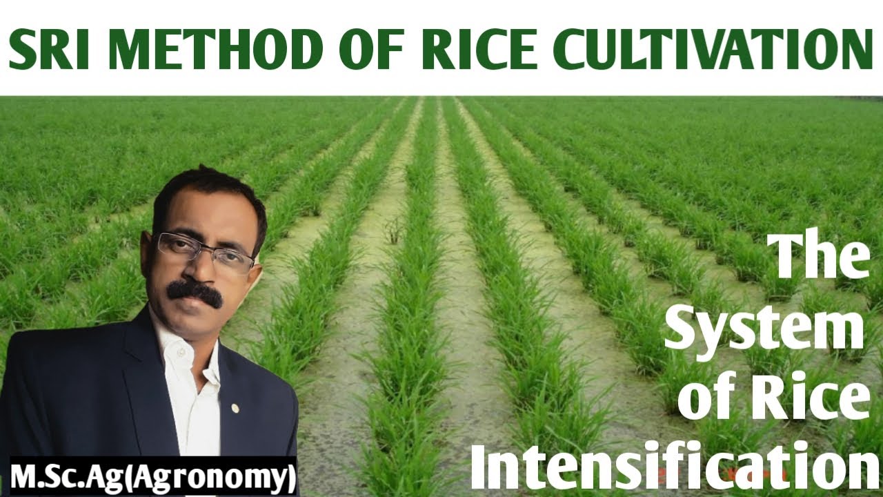 rice cultivation business plan