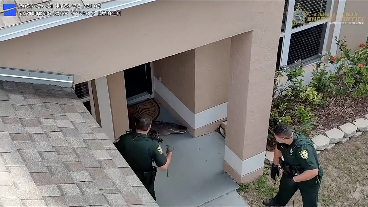 CAUGHT ON CAMERA: Deputies wrangle porch alligator