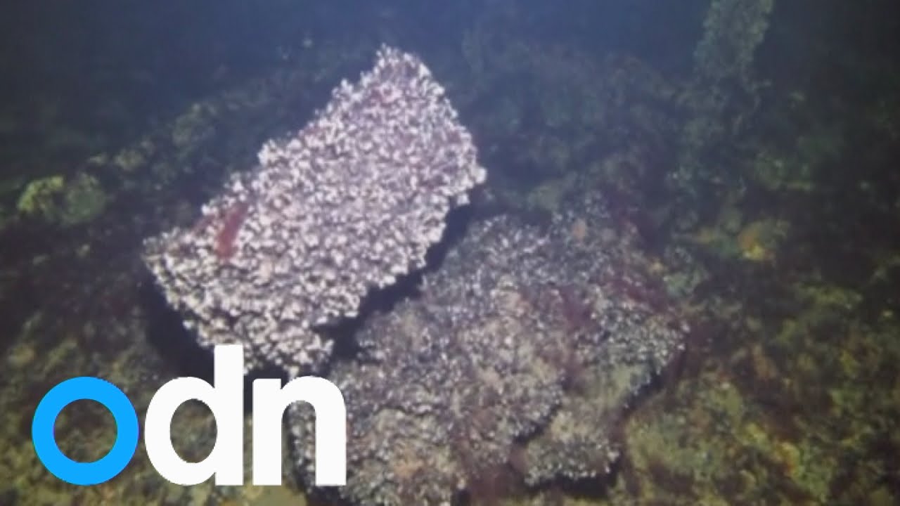 Divers find wreckage thought to be crashed US WW2 bomber