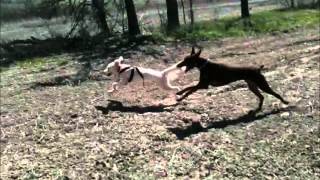 Maple, Omie, Ruby and Ryder 2012-04-17