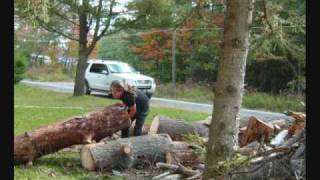 Short Vlog About Trees Lol