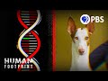 Understanding Dog Breeds and Genetics