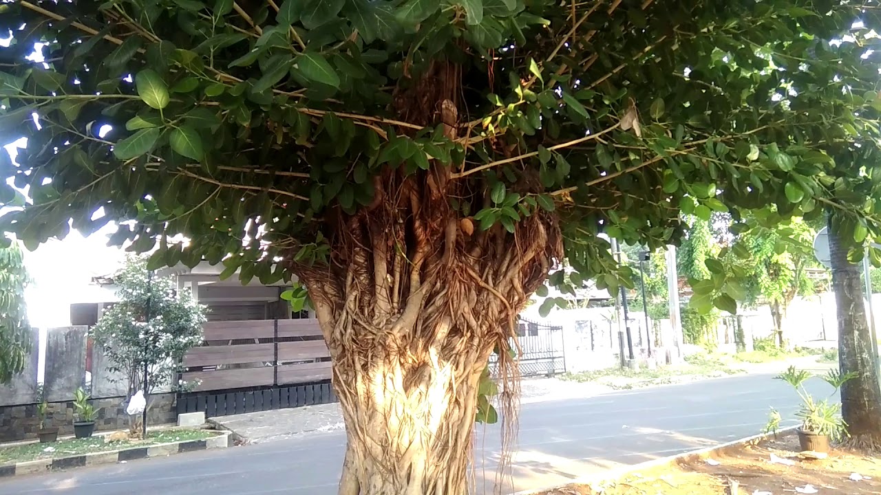 Pohon Bibis Ini Memiliki Daun Lebar Dan Rimbun Cocok Sebagai Perindang Jalan Dan Bahan Bonsai Youtube