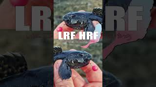 Fishing In Fuerteventura - Rockpooling For Gobys