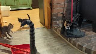 Wild Baby Cats Climbing Up The Brick Wall, They're Crazy! No Fear!