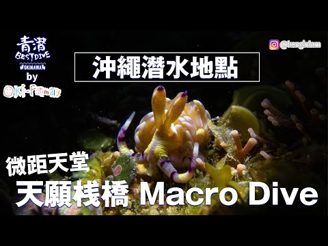 【#沖繩潛點 Okinawa Dive Site】天願棧橋 Macro Dive Site #微距攝影天堂 #微距天堂 #Macrodive