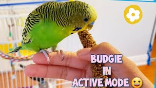 5 Tricks You Can Easily Teach Your Budgies