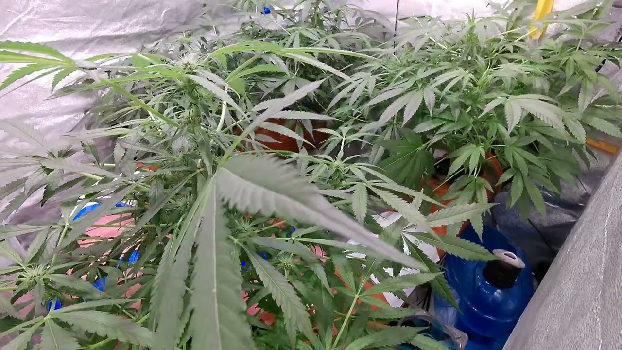 MI5 Auto Strain - Day 45 - Hydroponic NFT - Cannabis Timelapse