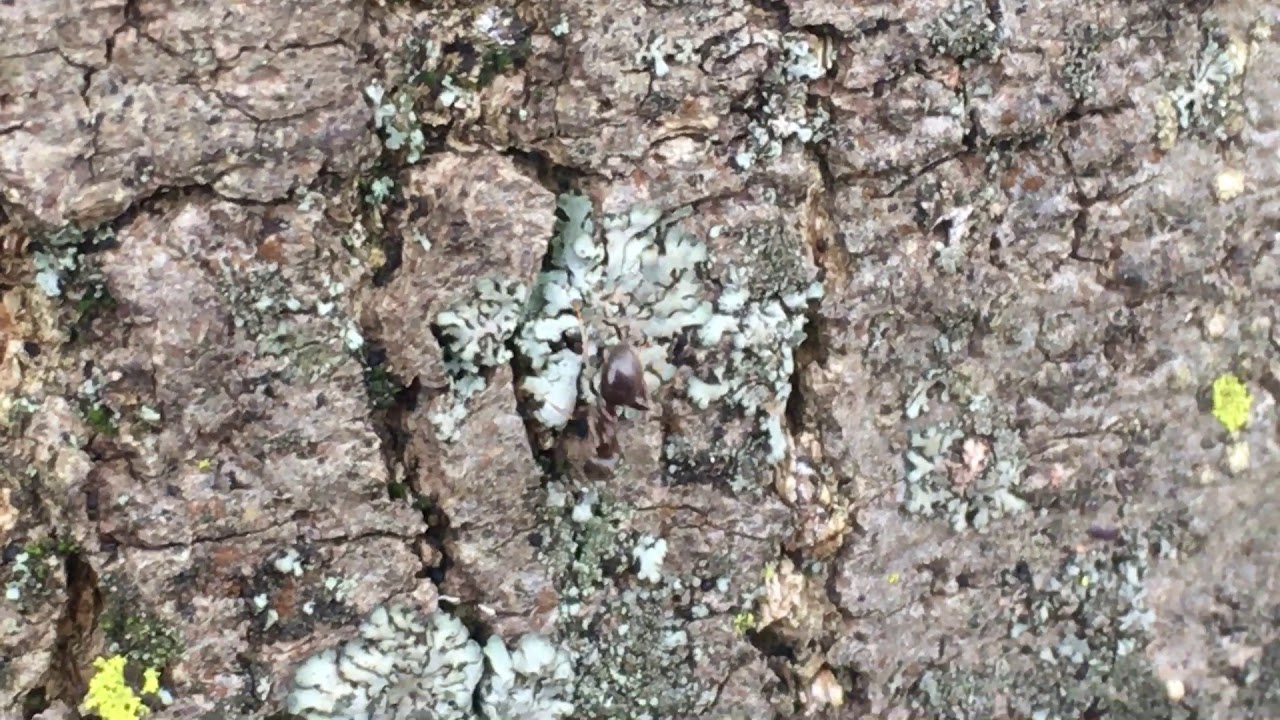 Narrow Leaved Ash - black garden ants on bark - March 2019