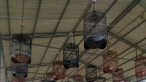 5 Burung Paling Mahal & Populer Di Indonesia Yang Termasuk Jenis Burung Lomba