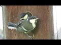 野鳥：シジュウカラの繁殖 -営巣から雛の巣立ちまで-／Wild Birds: Breeding of Japanese Tit