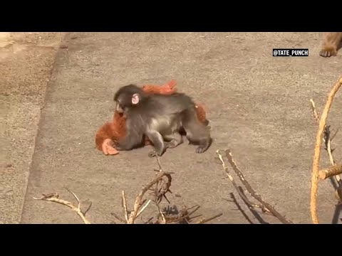 Baby Japanese macaque goes viral on social media