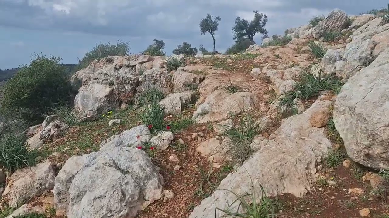 أرض للبيع عجلون 30 دونم خربة الوهادنة 0790933457