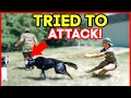 EXTREMELY LEASH AGGRESSIVE GERMAN SHEPHERD TRIES TO ATTACK DOG! (HOLY CRAP!)