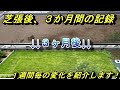 【庭作り】初めての芝張り。芝を張ってから３か月の記録をまとめました！（インターネット、園芸店、ホームセンターでそれぞれ高麗芝を購入し、育ち方の比較もしました。）