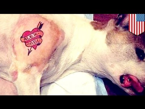 Video: Man Tattoos Dog In Noord-Carolina