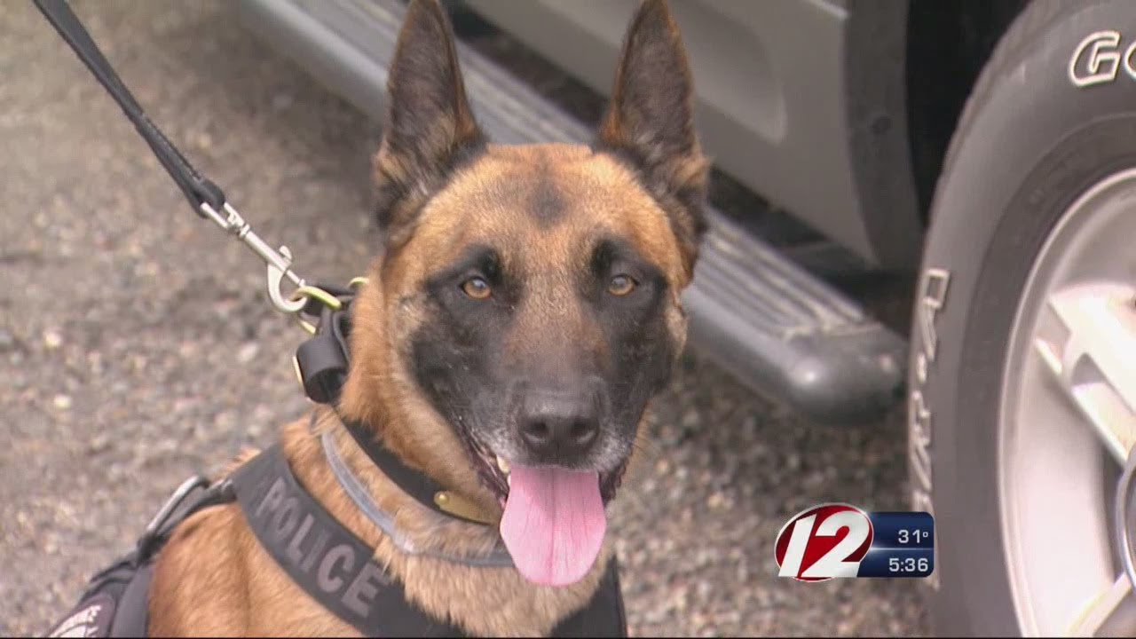 Providence police K-9 assisting at marathon