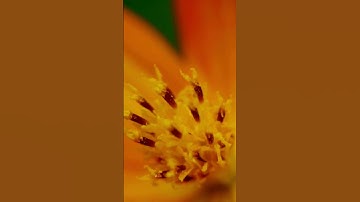 "لحظات إيمانية مع الشيخ إدريس أبكر - تلاوة لا تفوتك! 🌟"