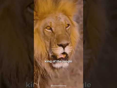Wideo: Czy Christopher Walken był pogromcą lwów?