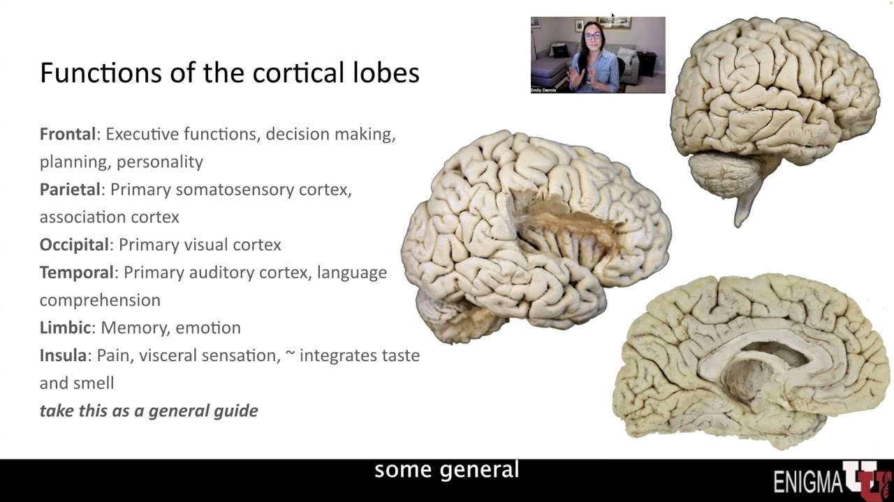 1 2 1 ENIGMAU Neuroanatomy1 CC