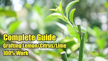 Grafting Lemon Citrus Lime Tree 100% Successfully