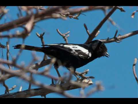 Canto do chapim-preto-de-asa-branca | Pássaros Org