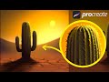 Cactus  scene procreate tutorial 177