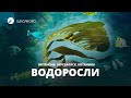 Биология. ЕГЭ2021. Водоросли