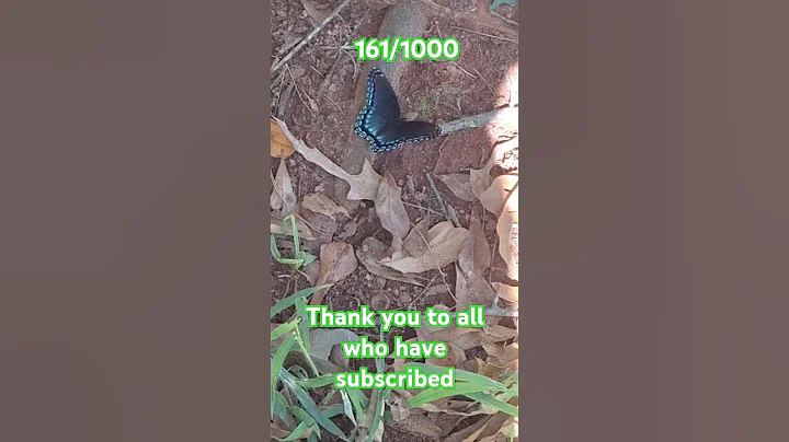 #music#rap#hiphop #tv #everyone #snake #communitytank #musicgenre #reptiles#guppyfishtank #butterfly