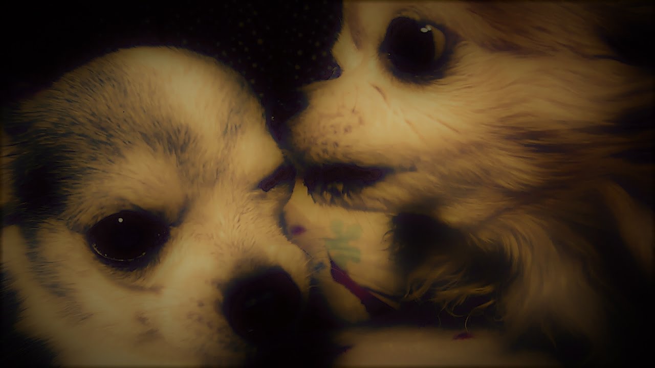 とろけるような犬ペロ　ＡＳＭＲ｛チワワ｝