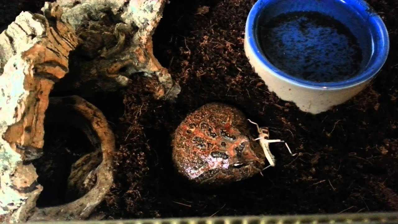 Feeding Yoda...the chocolate pacman frog - YouTube