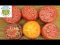 WHICH VARIETY WINS THE TOMATO TASTE TEST?