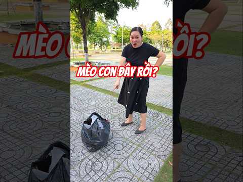 mèo con đây rồi