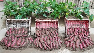 Easy Instructions Plant Sweet Potatoes In A Simple Plastic Basket With Many Tubes by Gardening Recipes 1,634 views 4 days ago 22 minutes