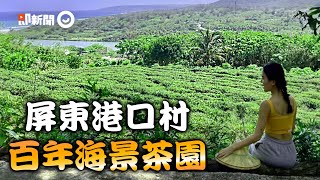 屏東滿州鄉港口村「百年海景茶園」 體驗採茶品茗、吃特色 ... 