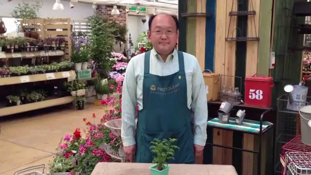 山椒 木の芽 サンショウの育て方 日常管理 Youtube