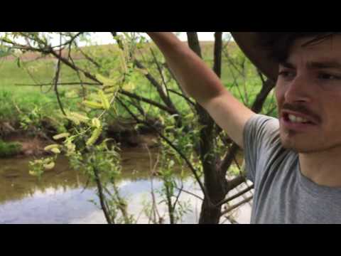 Video: What Is A Black Willow Tree - Tips on Black Willow Tree Care