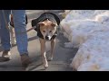 Tips To Keep Your Dog Safe In The Winter
