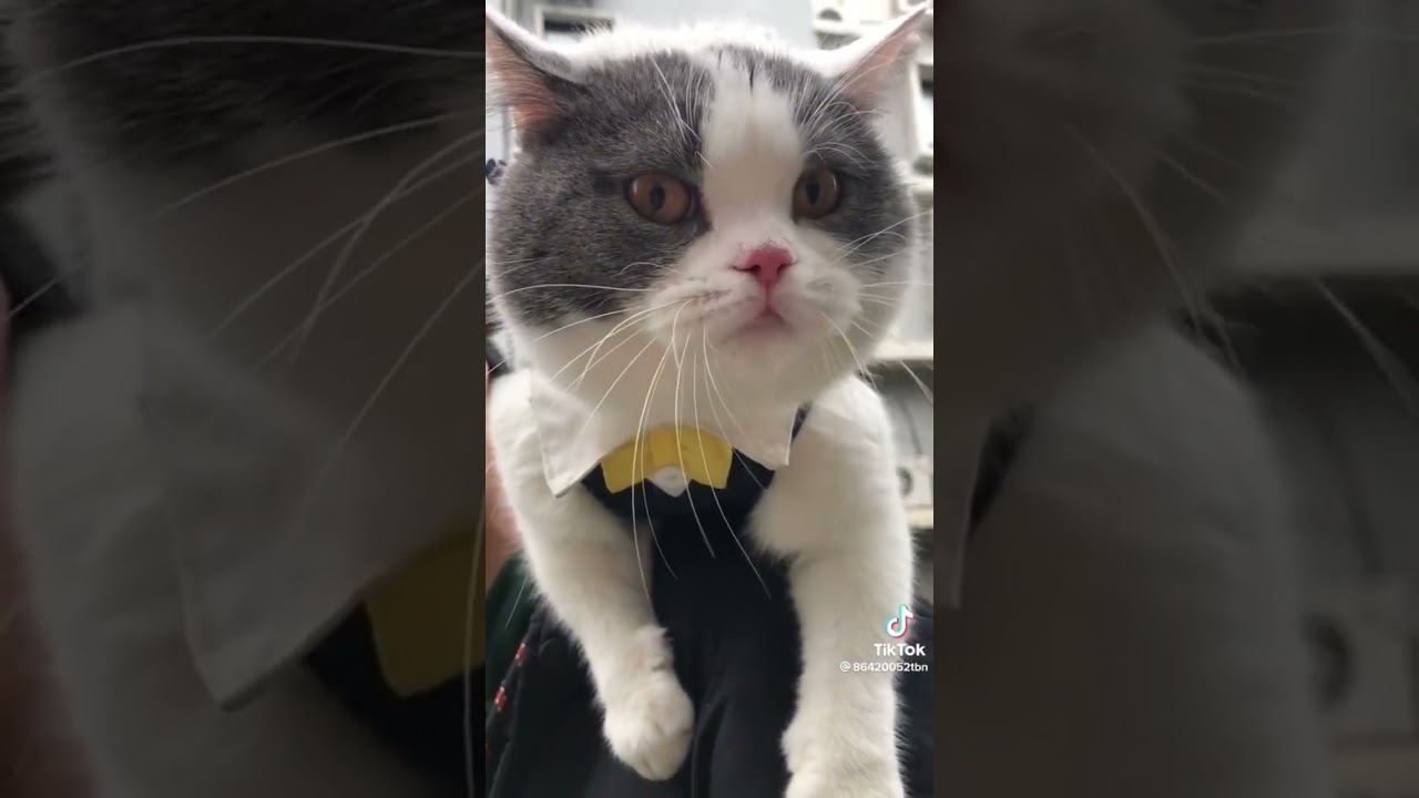 Cat Wants All The Smoke🐱💆‍♂️🥊🌪🤣 