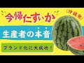 【今帰仁すいか】全国のすいかファン御用達！！大人気ブランド『今帰仁すいか』の生産者さんに直撃インタビュー！！