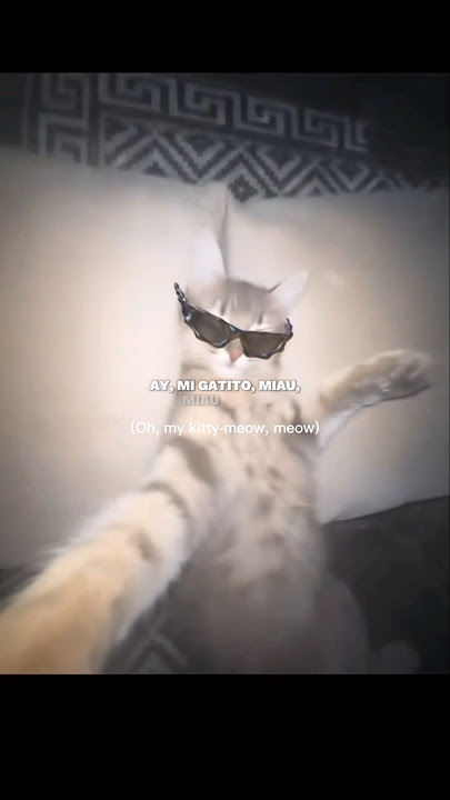 😺MONTAGEM MIAU 🤗 #bome #montagemiau #edit #cat #cats #phonk #funk