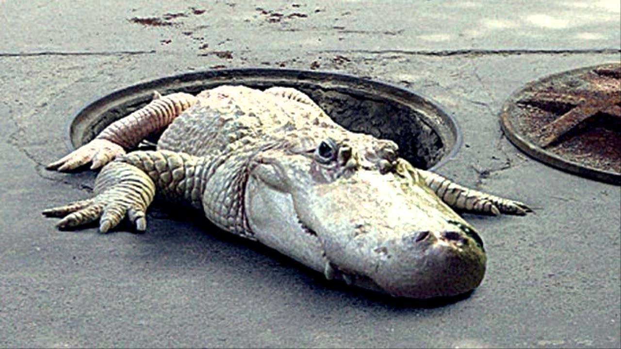 Agarraron a un caimán que vagaba por Nueva York RADIO COMAS