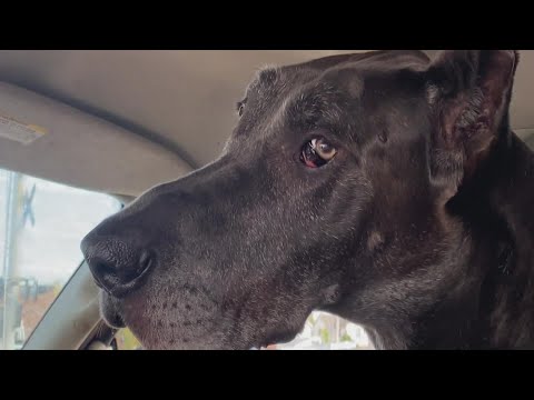 Video: Eitanāzijas malā, šis vienreiz cerīgais Pups iegūst otro iespēju!